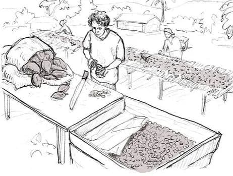 Dessin illustrant la sélection des fèves de cacao par les producteurs, garantissant qualité, BIO et équité