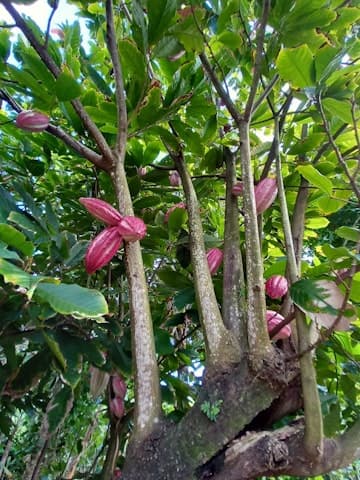 Cacaoyer guadeloupéen avec cabosses